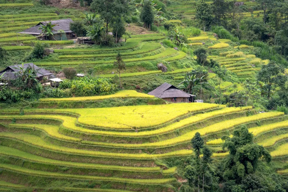 Ruộng lúa chín